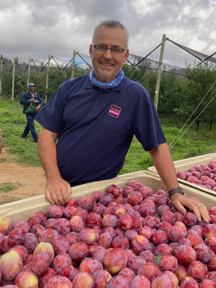 Bins of plums at harvest on the farm