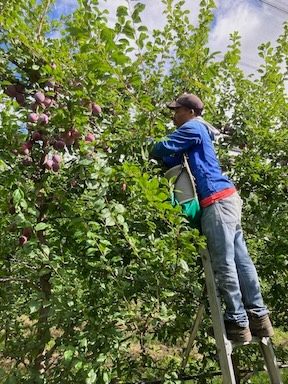 Picking fruit from a ladder in the orchard