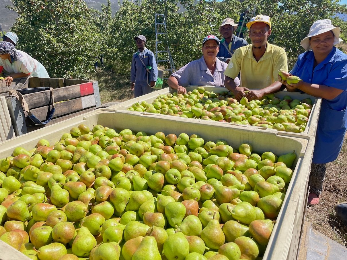 Bins of pears at harvest