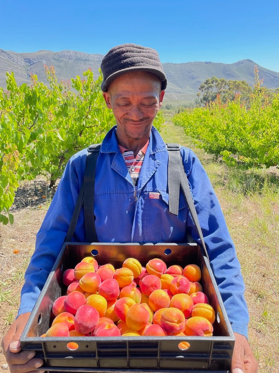 A farm worker holding a crate of apricots
