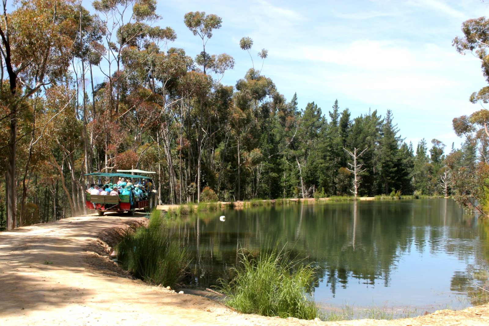 Water and pines on the farm